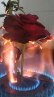 burning-rose-2_1_1.jpg
